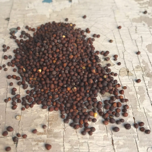Semínka hořčice černé (Asie, Evropa) - 30 g